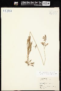 Penstemon laxiflorus image