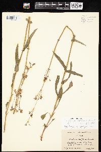 Penstemon laxiflorus image