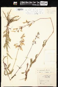 Penstemon laxiflorus image