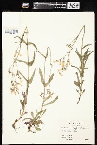 Penstemon laxiflorus image