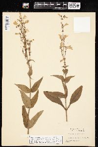 Penstemon canescens image