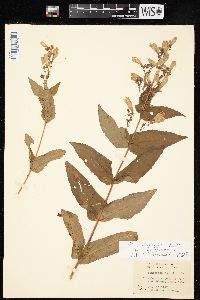 Penstemon canescens image