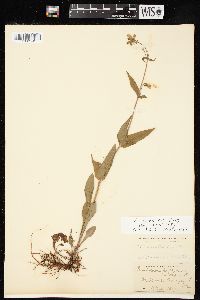 Penstemon canescens image