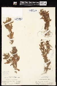 Penstemon eriantherus var. cleburnei image
