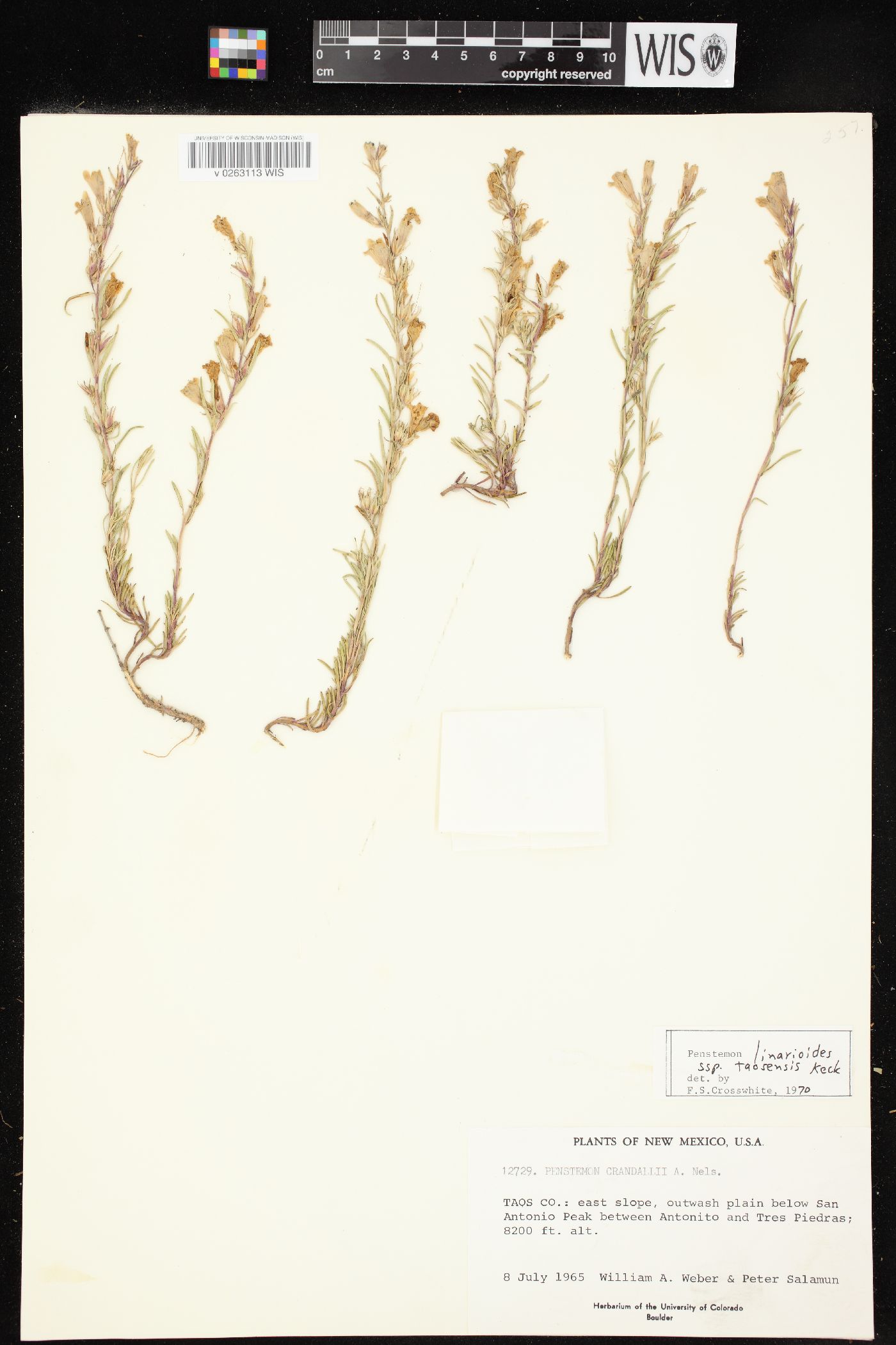 Penstemon crandallii image