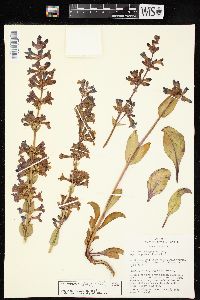 Penstemon pachyphyllus image