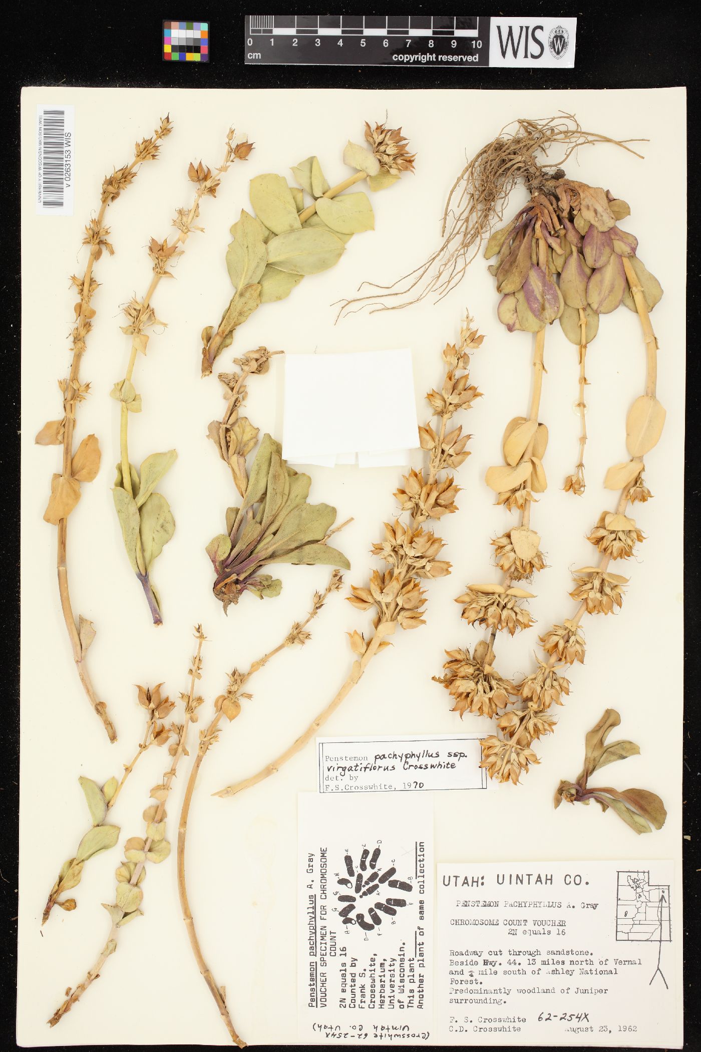 Penstemon pachyphyllus var. mucronatus image