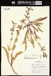 Penstemon pachyphyllus image