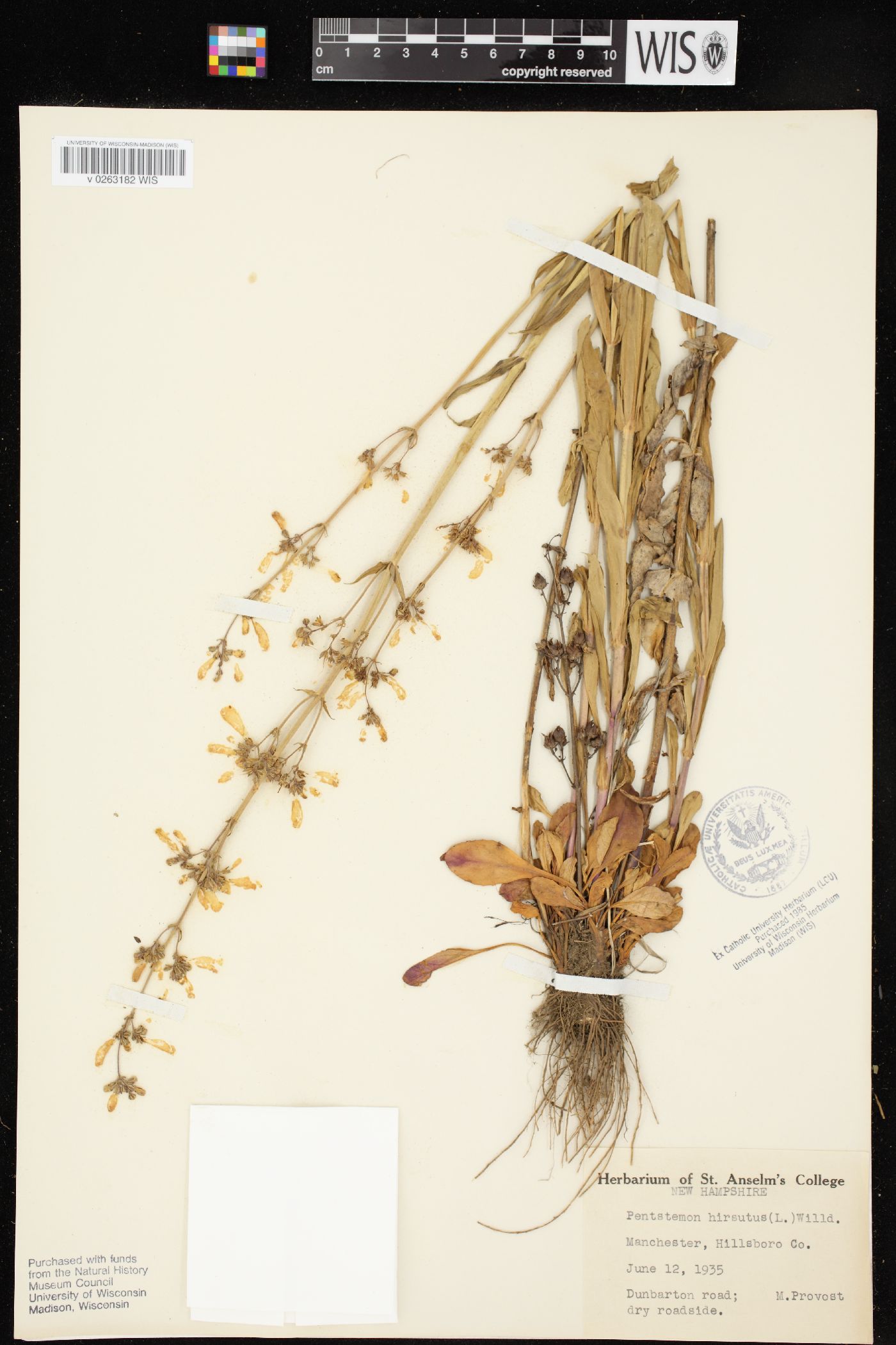 Penstemon pallidus image