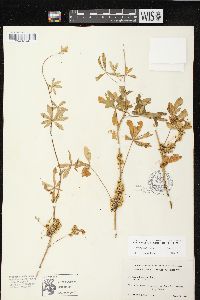 Cuscuta californica image