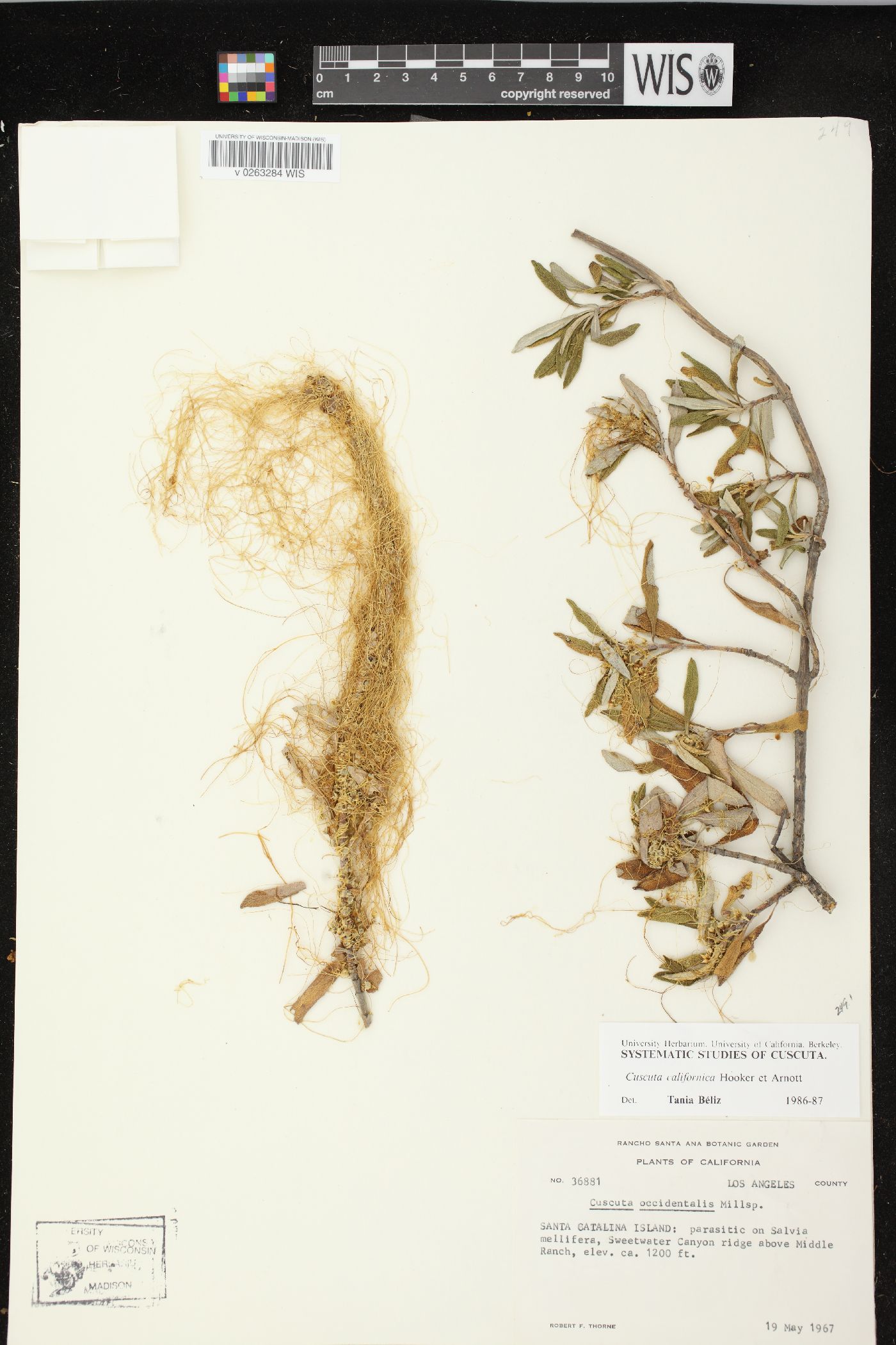 Cuscuta californica image