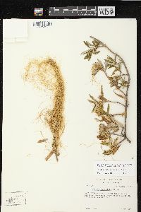 Cuscuta californica image