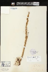 Image of Cuscuta brachycalyx