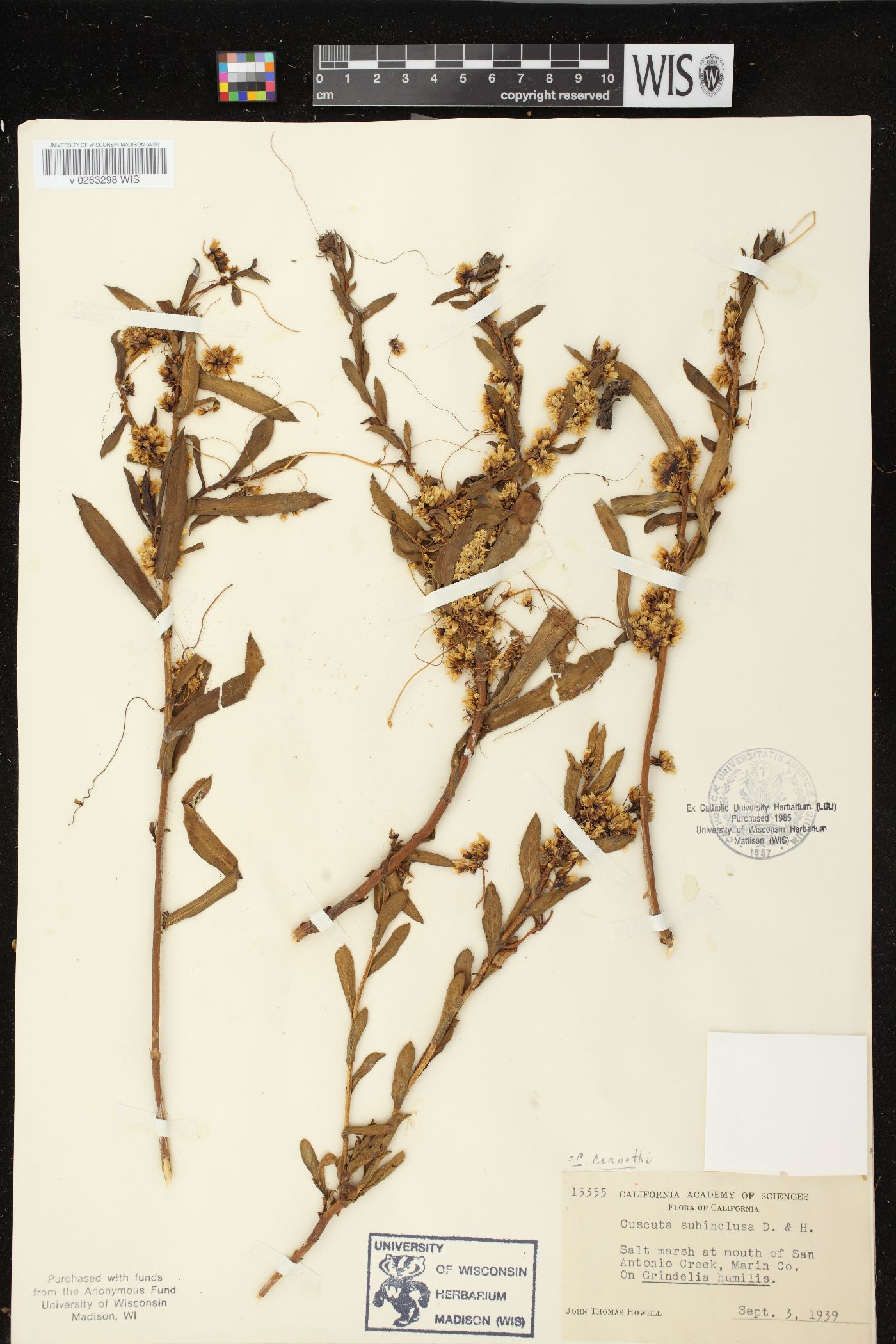 Cuscuta ceanothi image