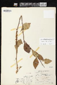 Cuscuta compacta image