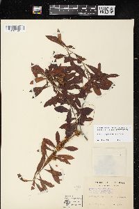 Cuscuta compacta image