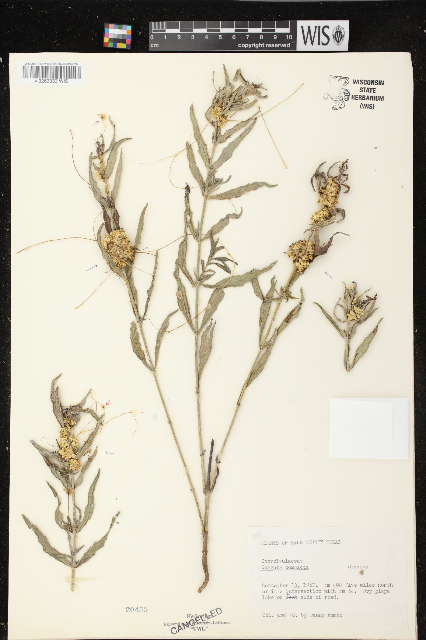 Cuscuta squamata image