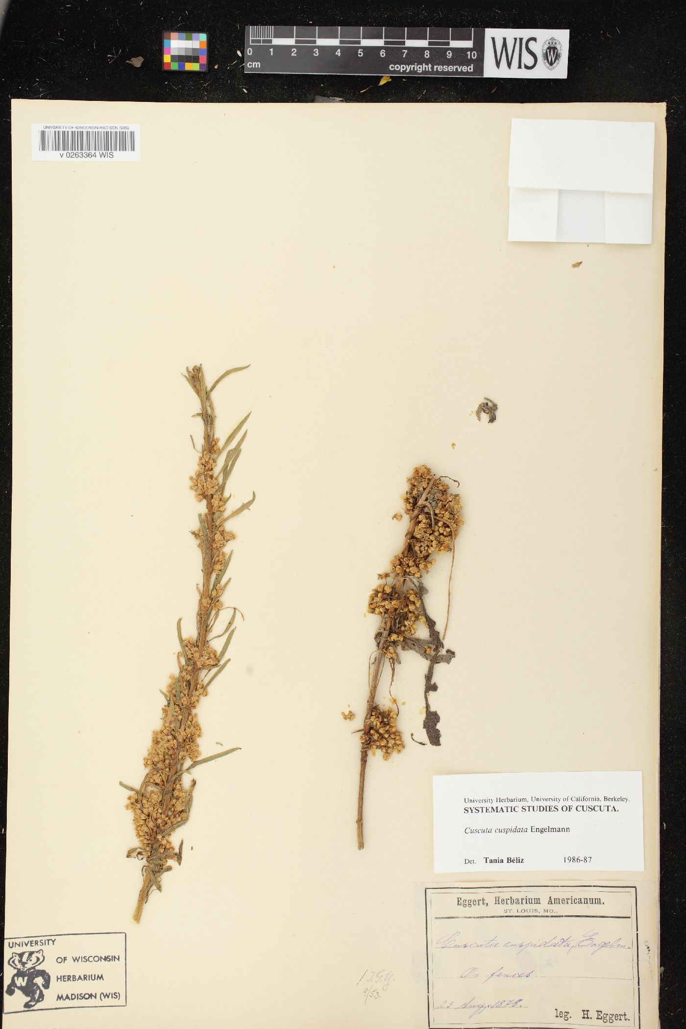 Cuscuta cuspidata image