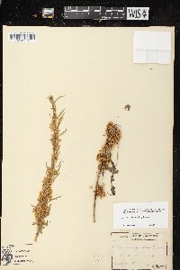 Cuscuta cuspidata image