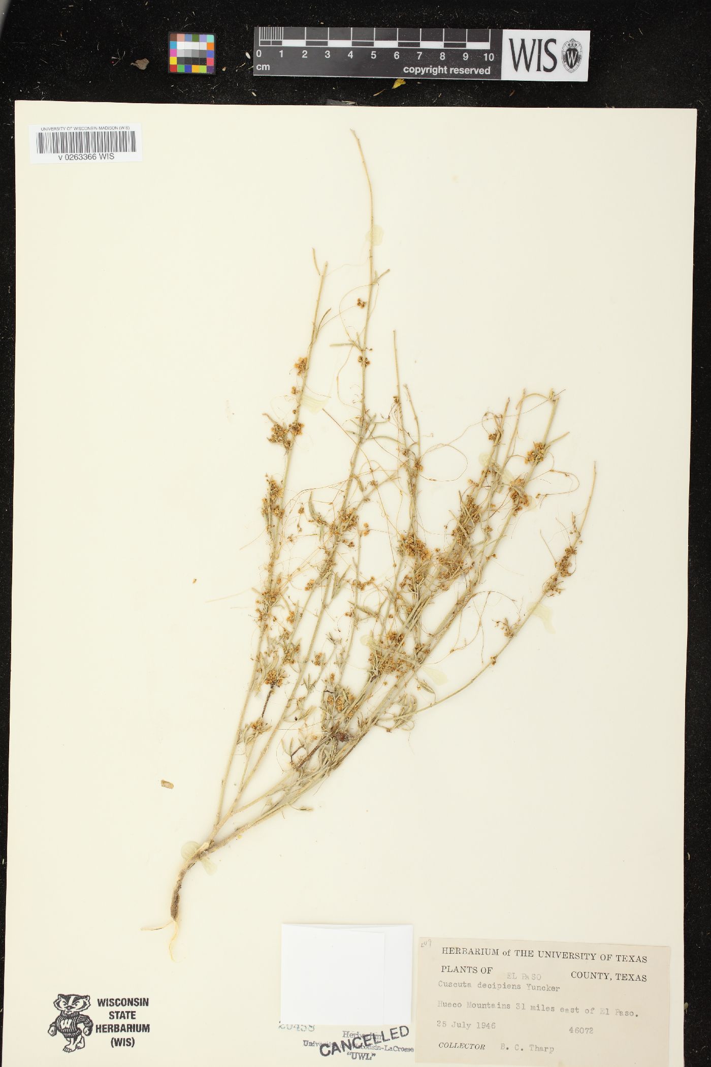 Cuscuta draconella image