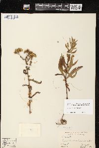 Cuscuta gronovii image