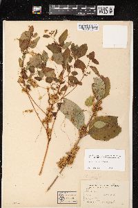 Cuscuta gronovii image