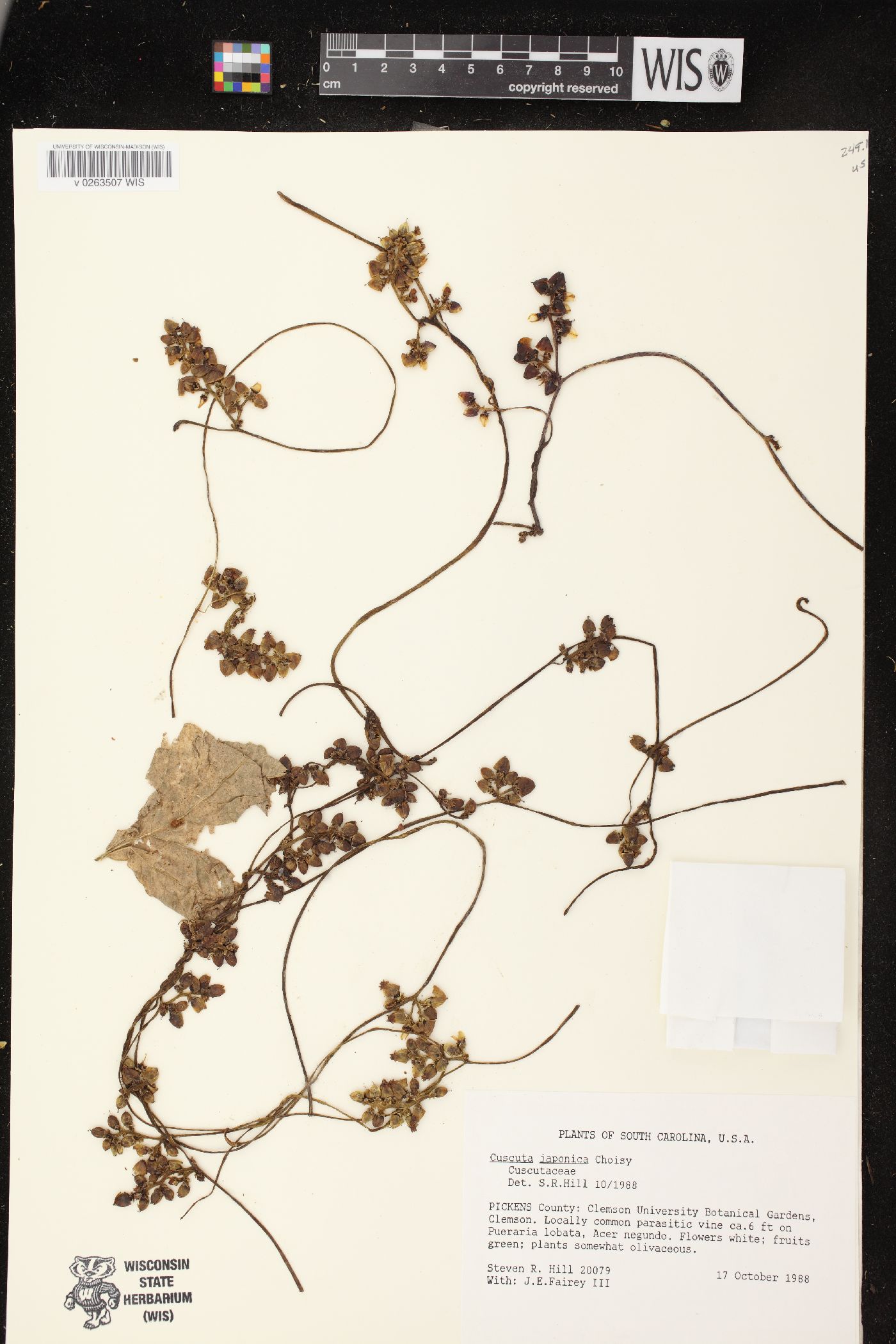 Cuscuta japonica image
