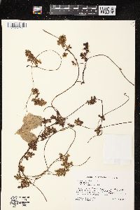 Image of Cuscuta japonica