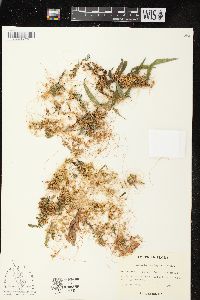 Cuscuta pentagona image