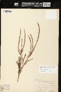 Cuscuta pentagona image