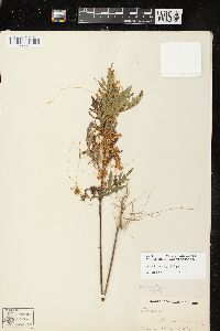 Cuscuta pentagona image