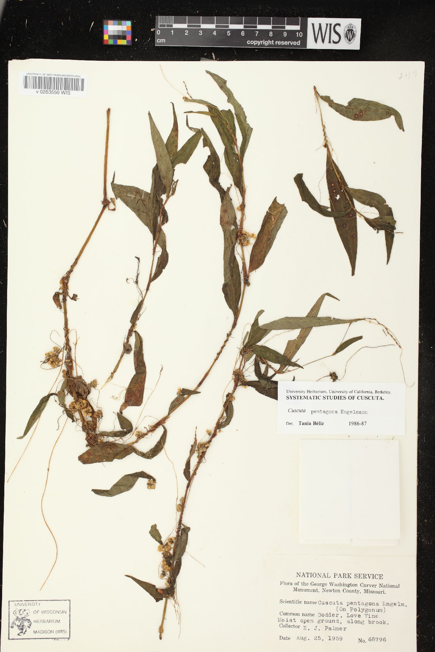 Cuscuta polygonorum image