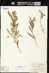 Cuscuta campestris image