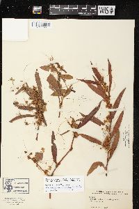 Cuscuta obtusiflora var. glandulosa image