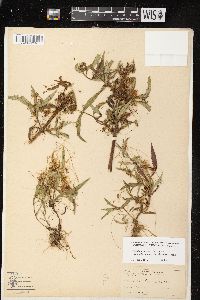 Cuscuta polygonorum image