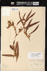 Cuscuta obtusiflora image