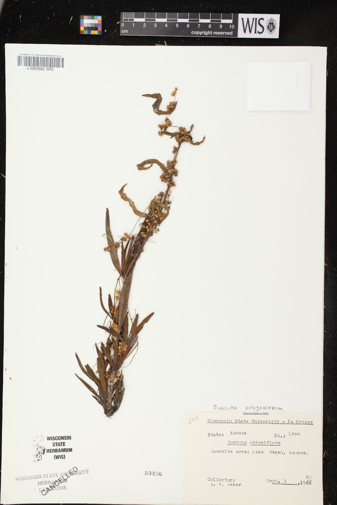 Cuscuta obtusiflora image
