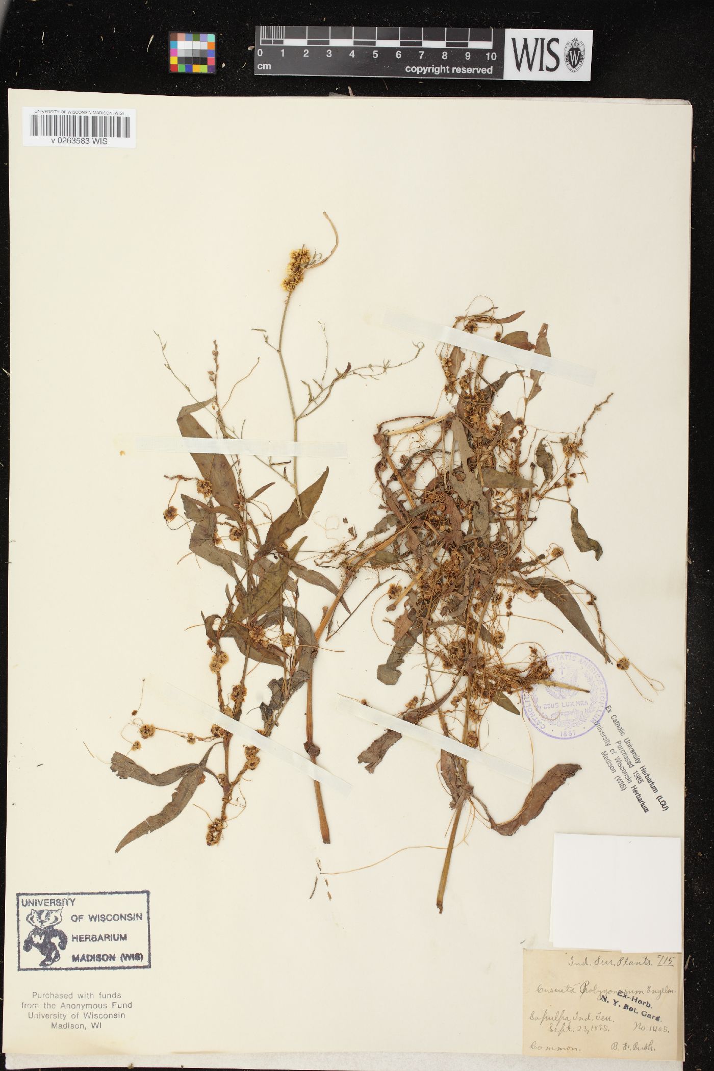 Cuscuta obtusiflora image