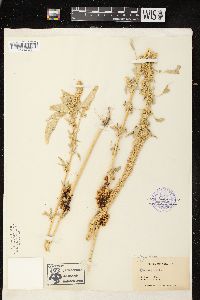 Cuscuta erosa image