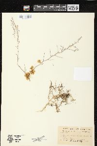 Cuscuta umbellata image