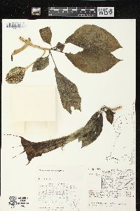 Image of Brugmansia aurea