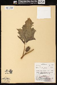 Datura stramonium image