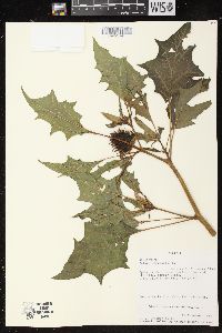 Datura stramonium image