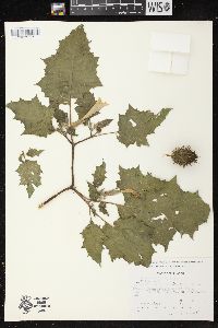 Datura stramonium image