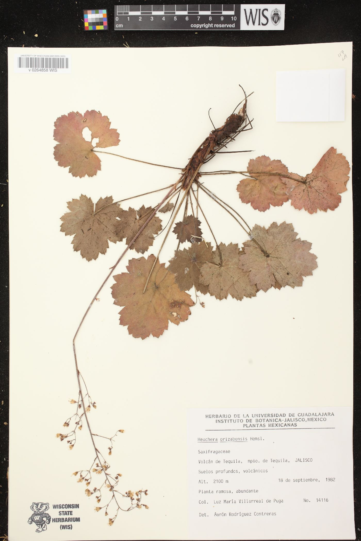 Heuchera mexicana image