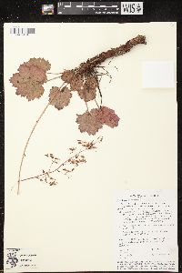 Heuchera mexicana var. mexicana image