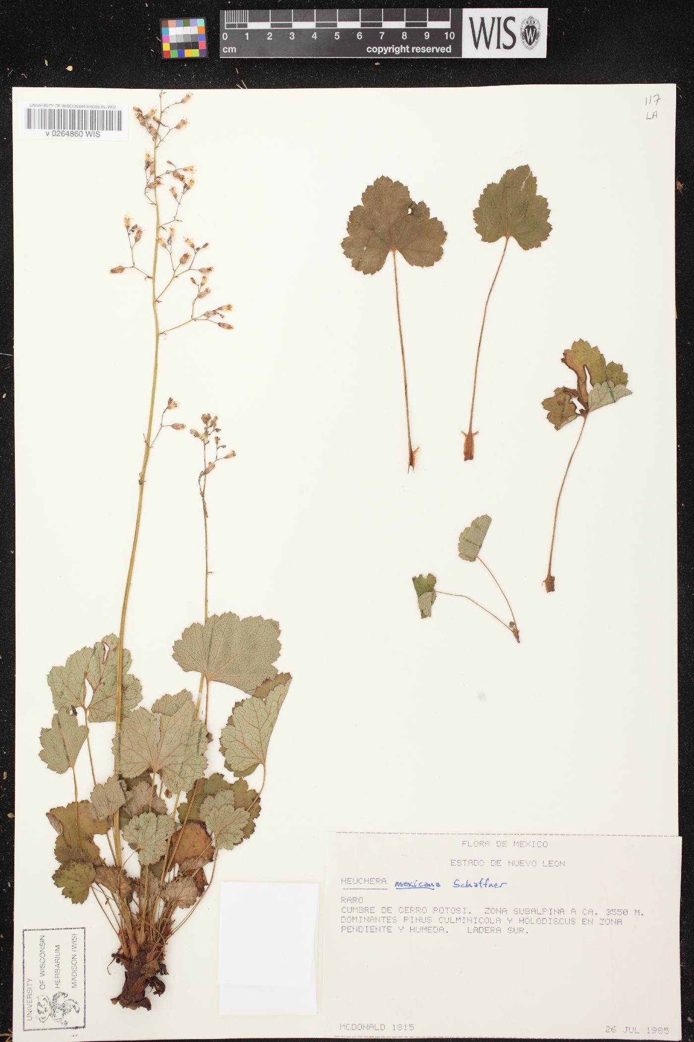 Heuchera mexicana var. potosiensis image