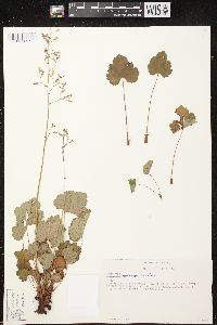 Heuchera mexicana image