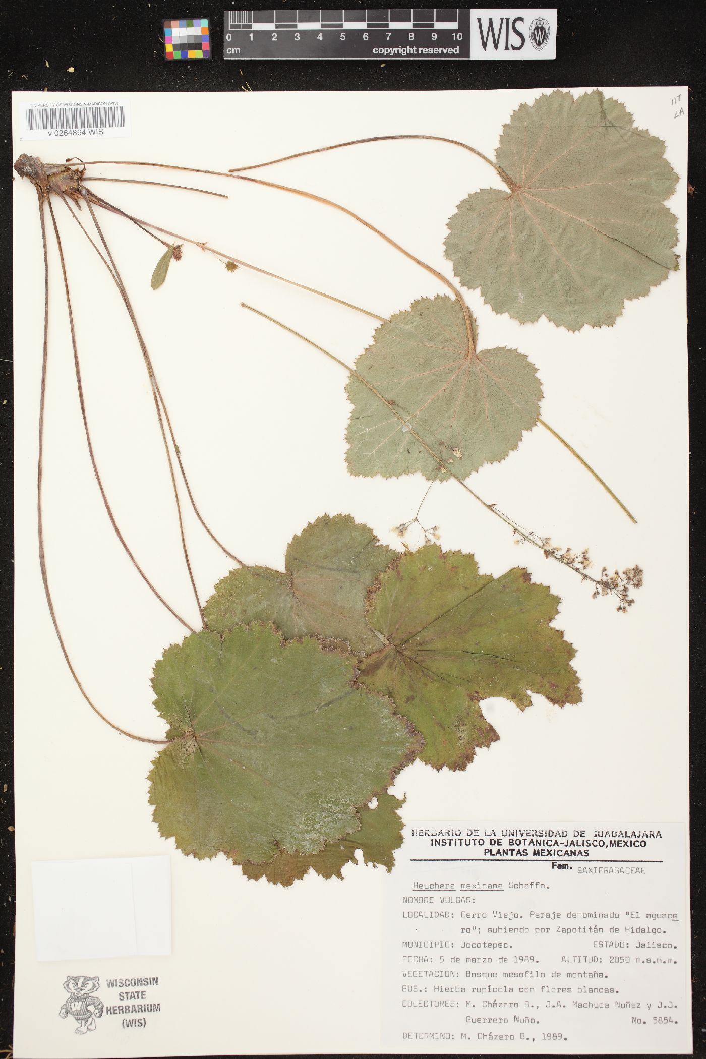 Heuchera longipetala var. nudicaulis image