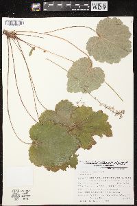 Heuchera longipetala image